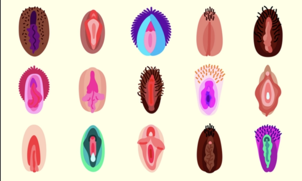 All kinds of vulva's drawn