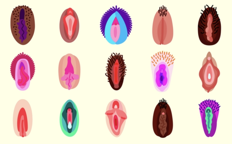 Allerlei soorten vulva getekend