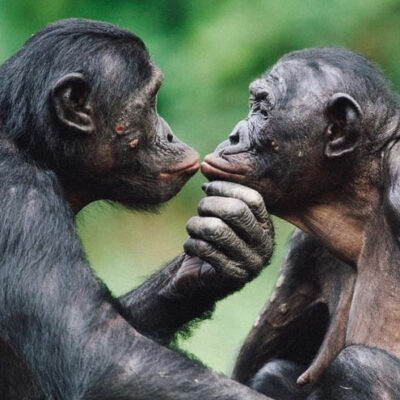Two gorilla's kissing
