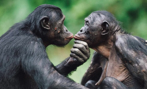 Two gorilla's kissing