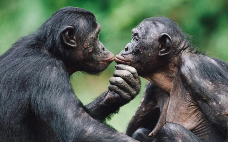 Two gorilla's kissing