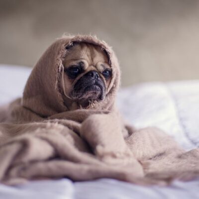 Small dog in bed