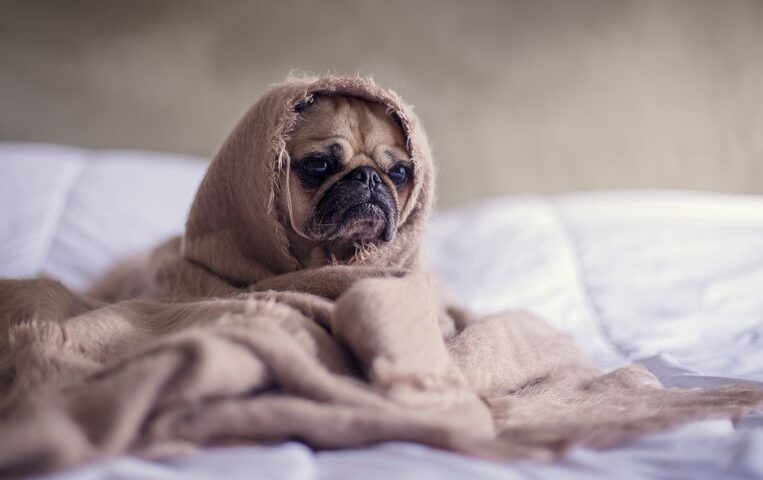 Kleine hond in een bed onder de deken