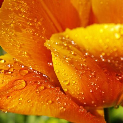 Wet flower